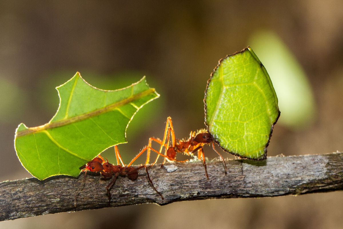 Formigas-cortadeiras (Reprodução Canva Pro)