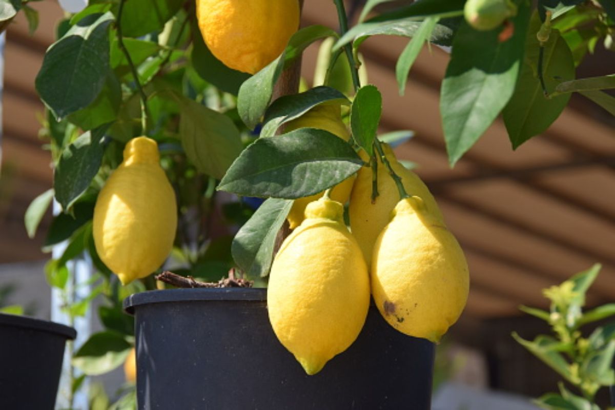 Limão em vasos (Reprodução Canva Pro)