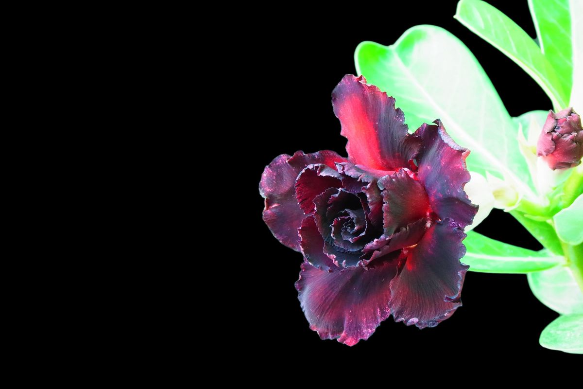 Rosa-do-deserto preta - Reprodução: Canva Pro