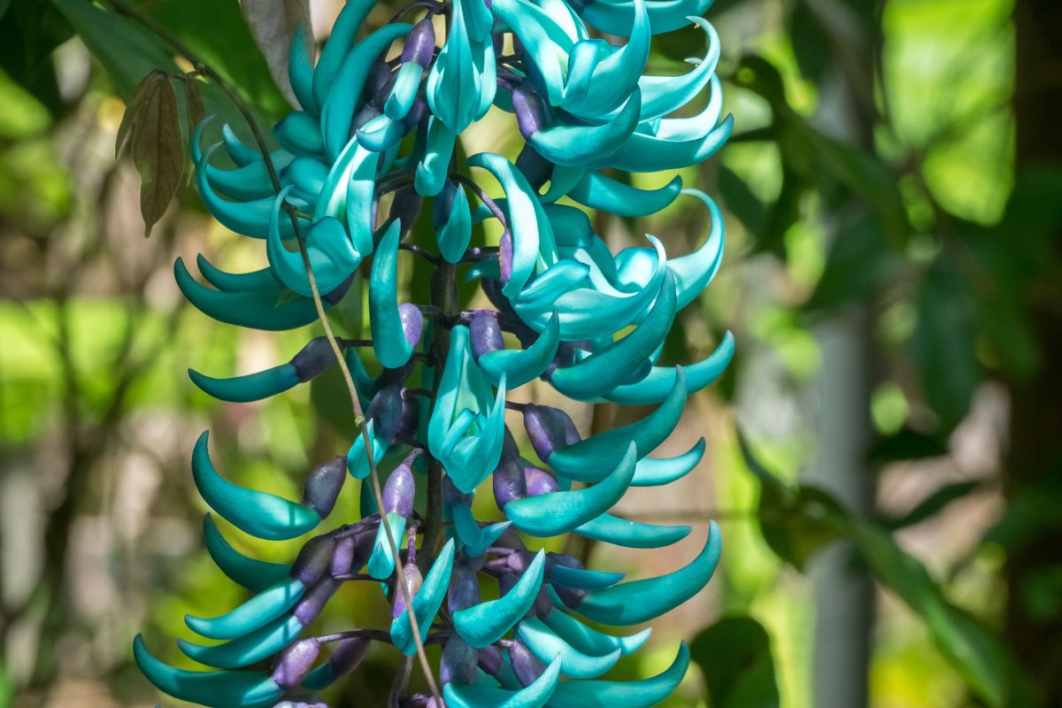 Trepadeira Jade e suas flores exóticas - Reprodução: Canva Pro