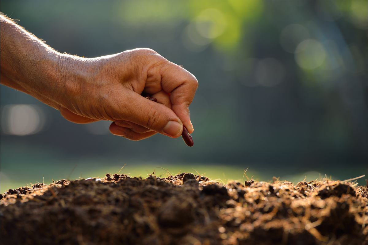 Como germinar caroço mais rápido? Veja as melhores dicas de germinação e comece hoje mesmo