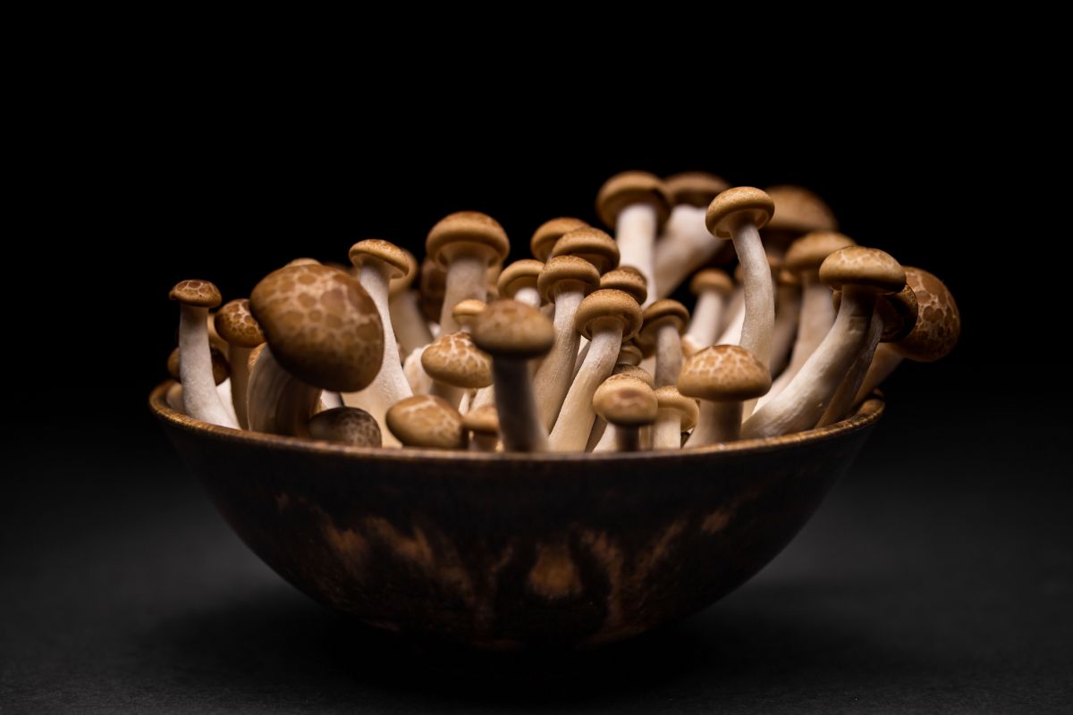 Cogumelos: conheça os tipos comestíveis e como cultivá-los em casa - Canva