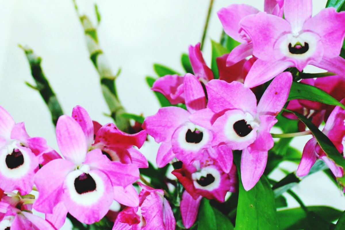 Como cuidar de orquídeas em geral? Saiba mais sobre as principais dicas e conselhos agora mesmo - Canva