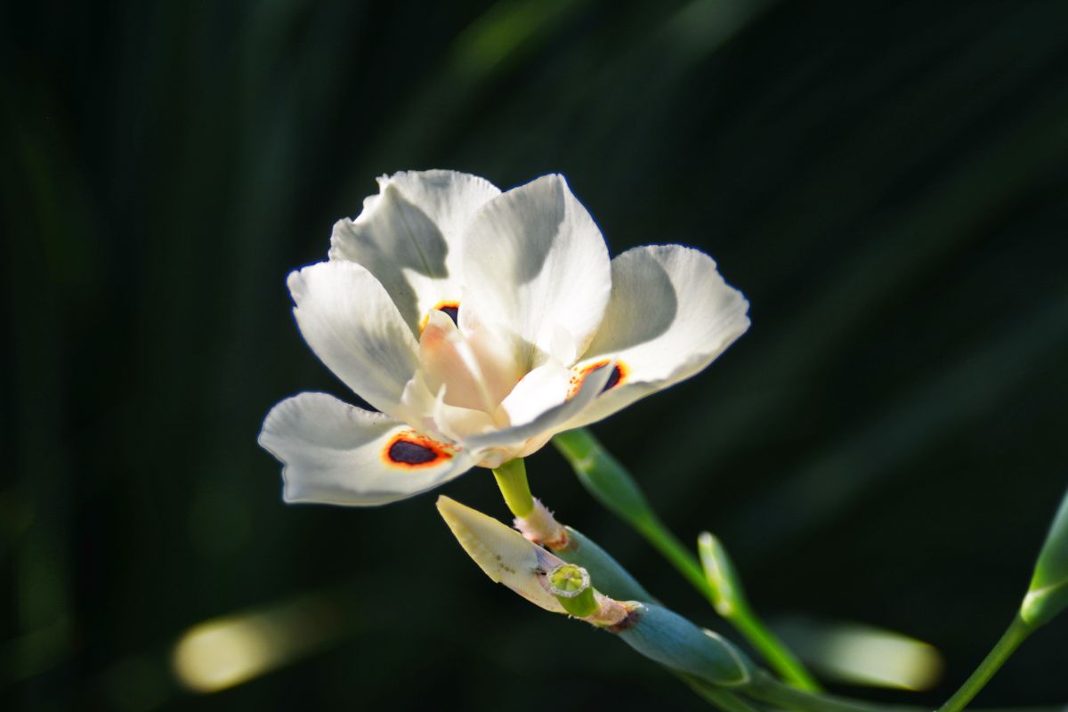Plantas perfeitas para varanda com sol; conheça três lindas espécies
