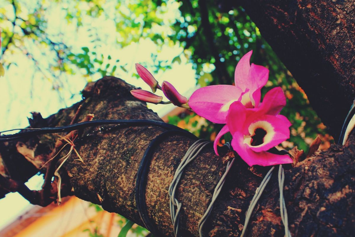 Como cuidar de orquídeas em geral? Saiba mais sobre as principais dicas e conselhos agora mesmo - Canva