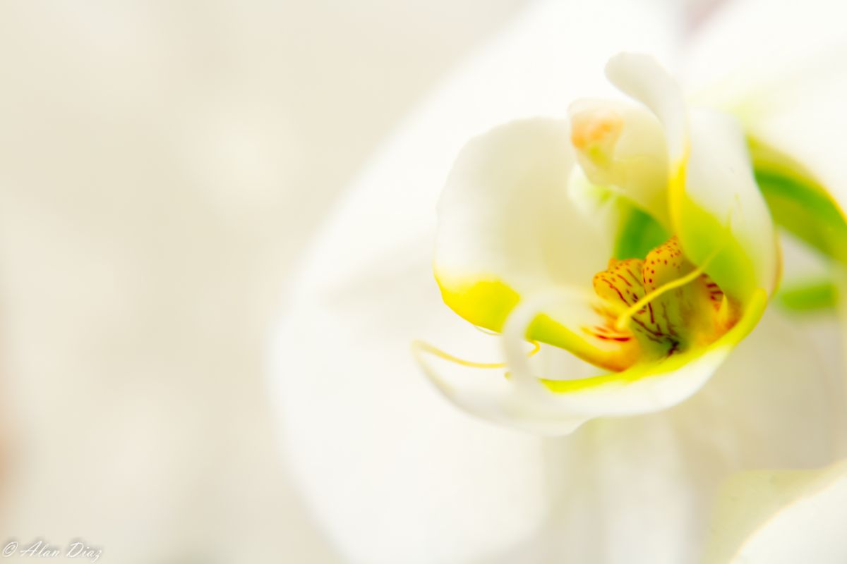 Como cuidar de orquídeas em geral? Saiba mais sobre as principais dicas e conselhos agora mesmo