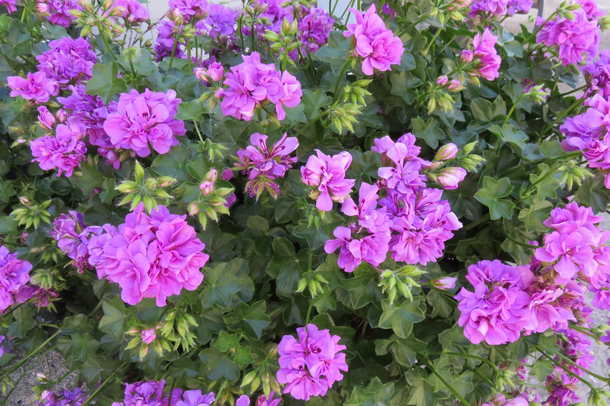 5 flores para deixar qualquer ambiente cheiroso - Canva