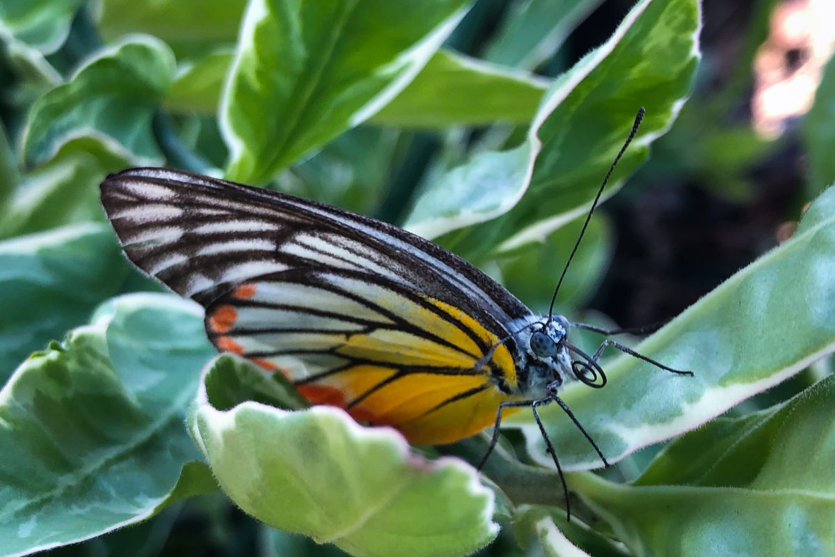 Saiba como afastar borboletas da horta; se livre das lagartas de uma vez por todas - Reprodução Canva