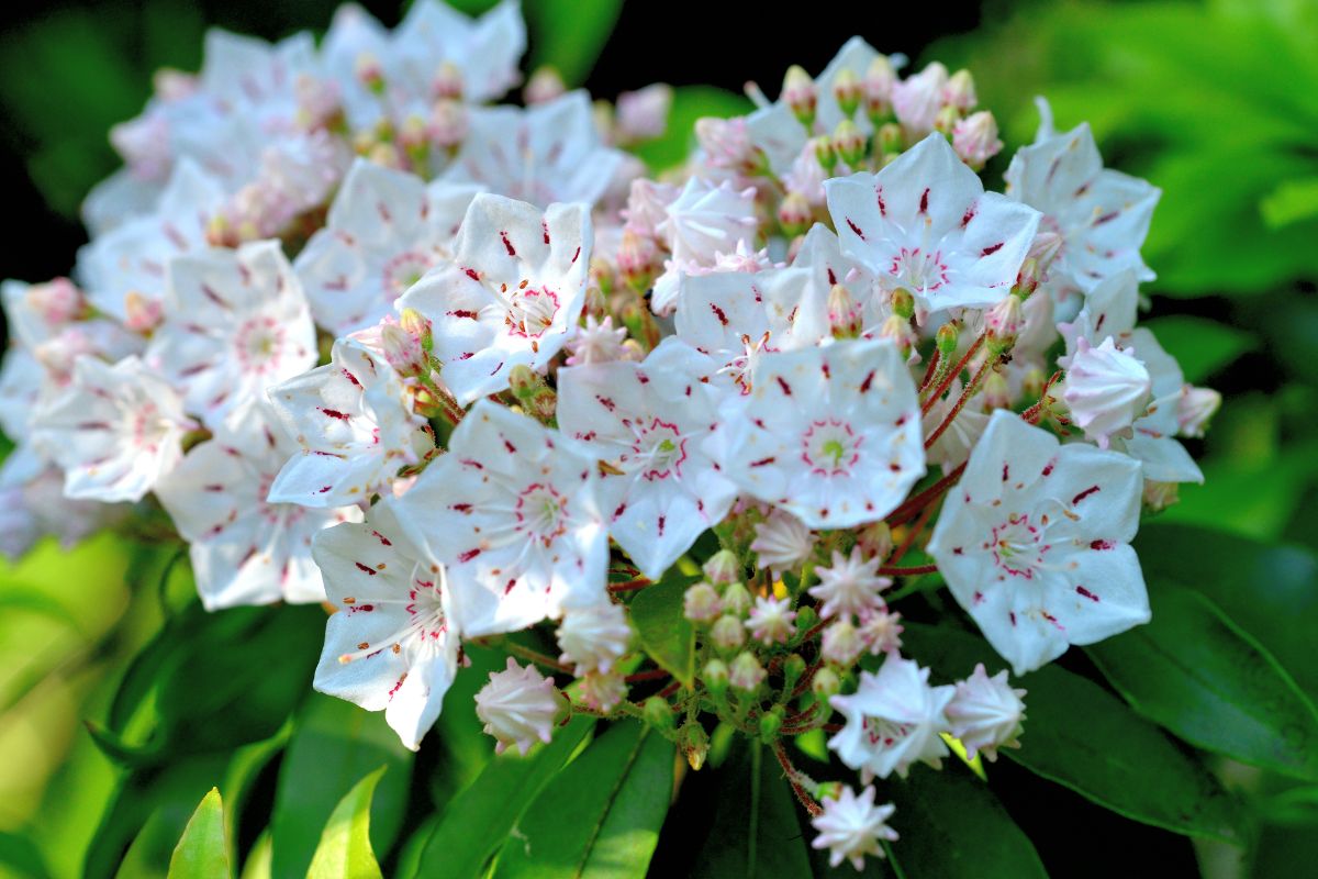 4 flores que florescem o ano todo para abrilhantar seu jardim - Reprodução Canva