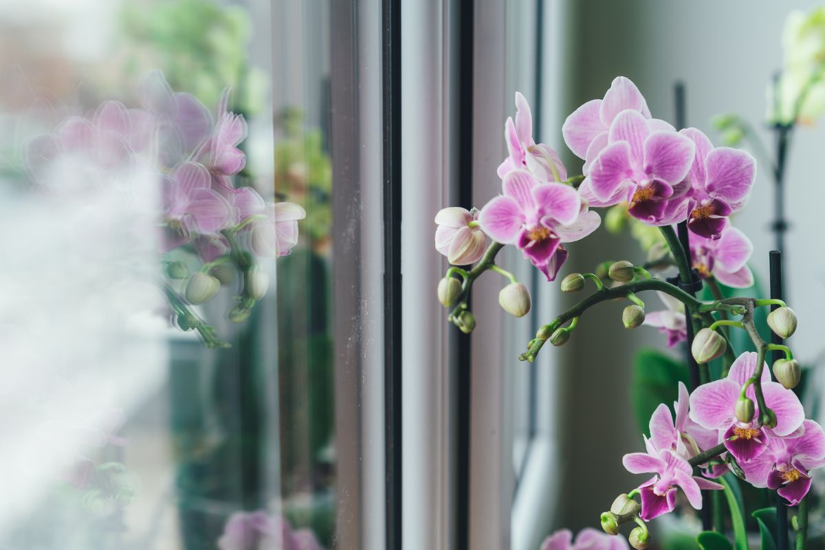 Adubo caseiro para orquídea florir muito; veja agora como fazer - Reprodução Canva
