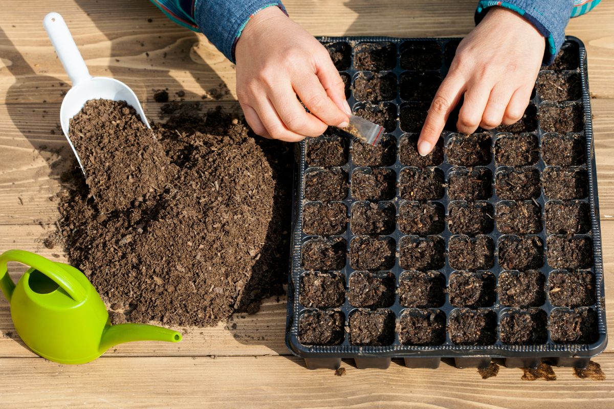 Não sabe plantar sementes de pacotinho? Aprenda agora tudo que você precisa saber - Reprodução Canva