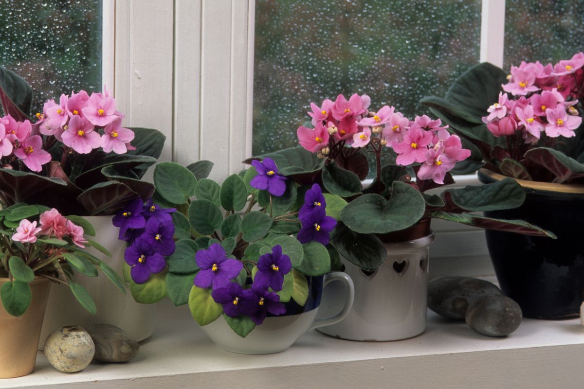 Como cuidar de violetas: veja dicas simples para cultivar em casa - Reprodução Canva