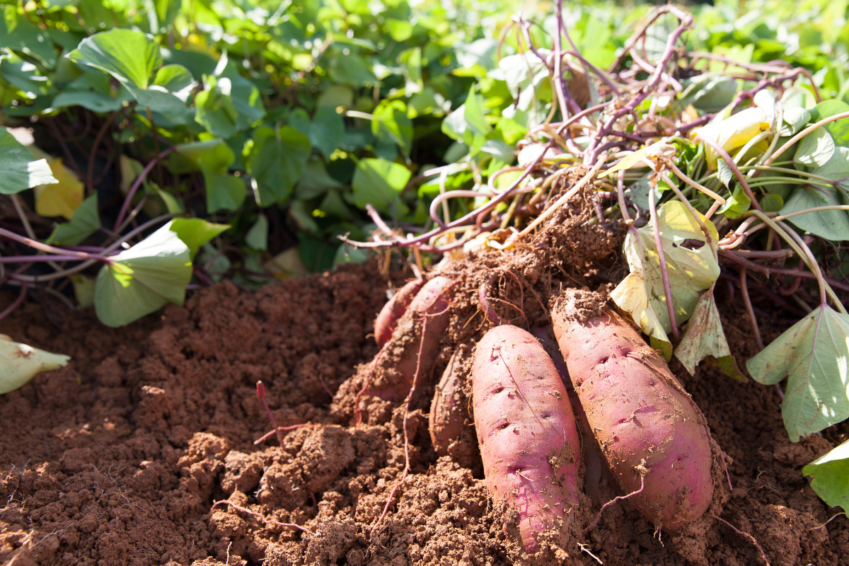 Como plantar batata-doce-Foto Canva Pro