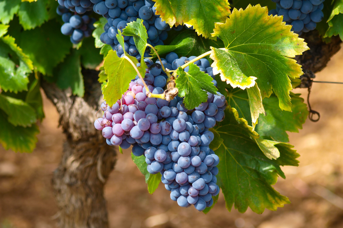 Como cultivar uva em casa- Foto Canva Pro