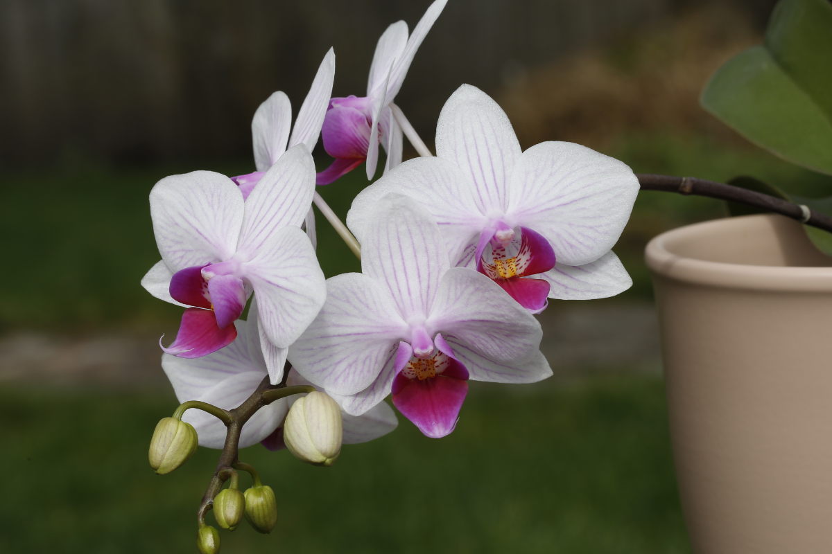 Orquídea-Foto Canva Pro