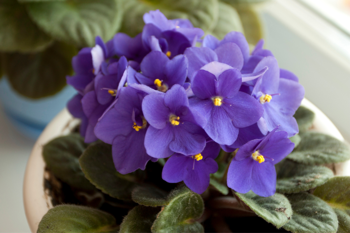 Como cuidar de violetas para florir-Foto Canva Pro