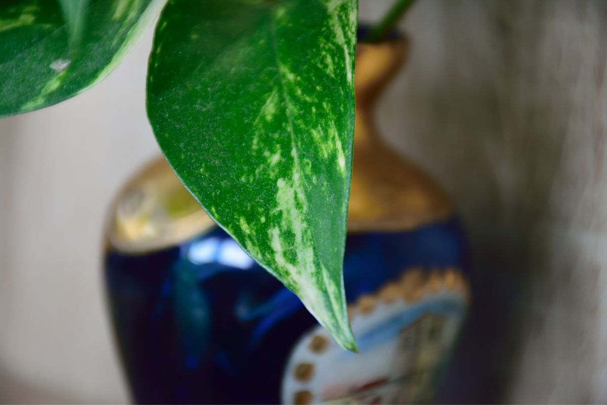 Como cuidar da planta jiboia no vaso- Foto Canva Pro