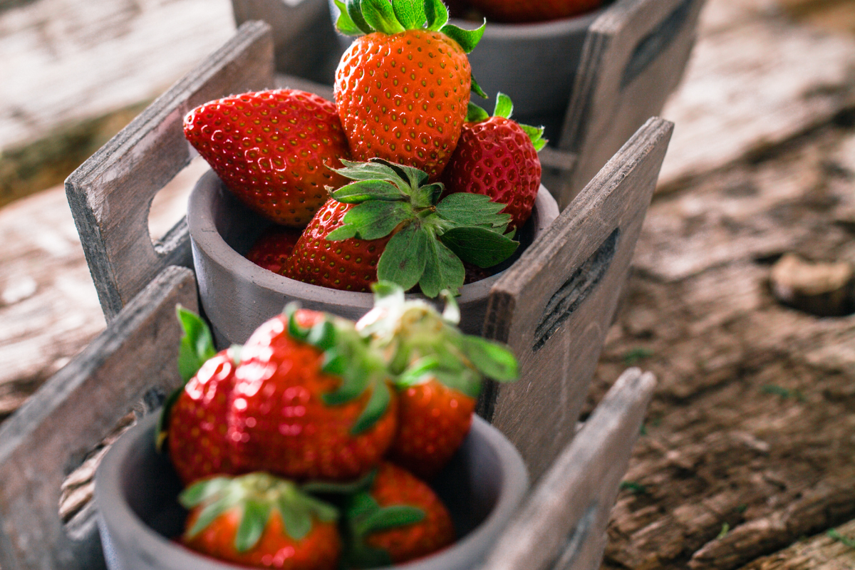 Cultivar morangos em vasos-Foto Canva Pro