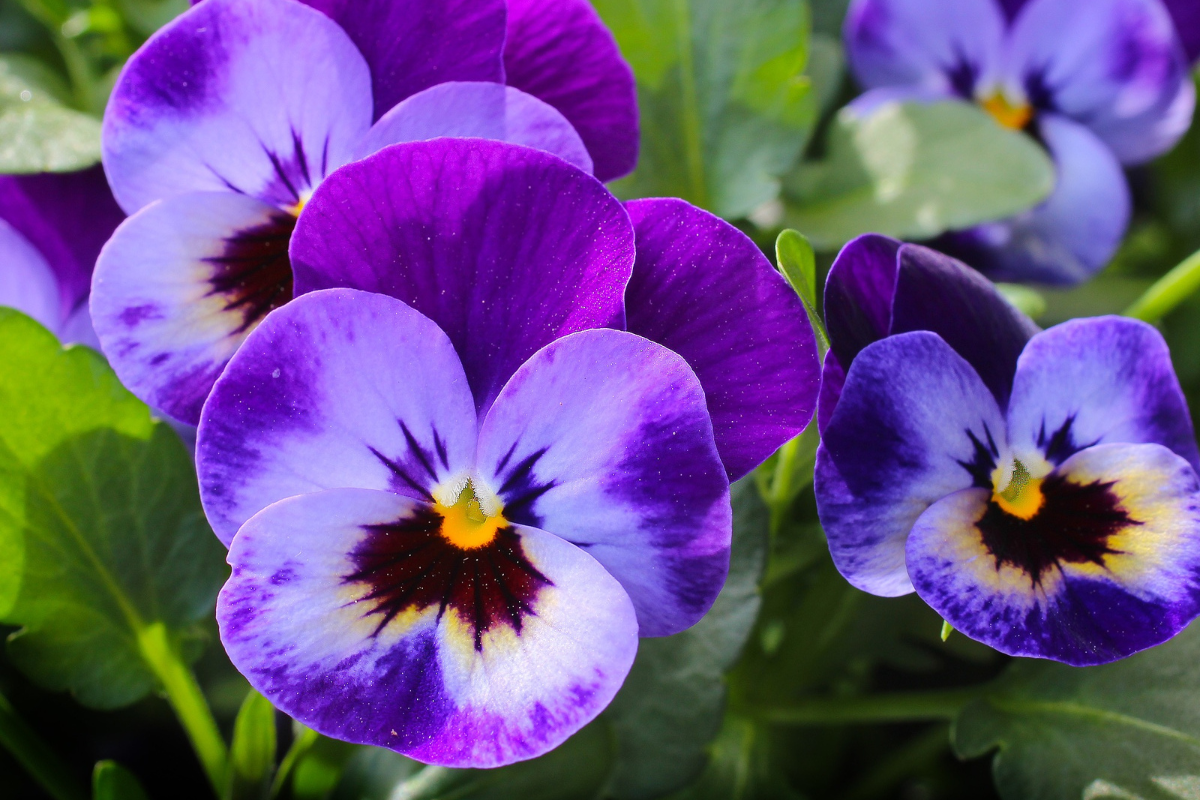 Como cuidar de violetas para florir-Foto Canva Pro