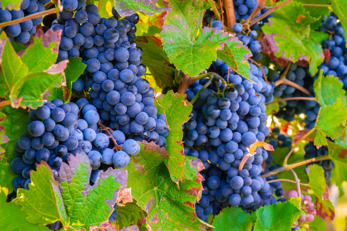Como cultivar uva em casa- Foto Canva Pro