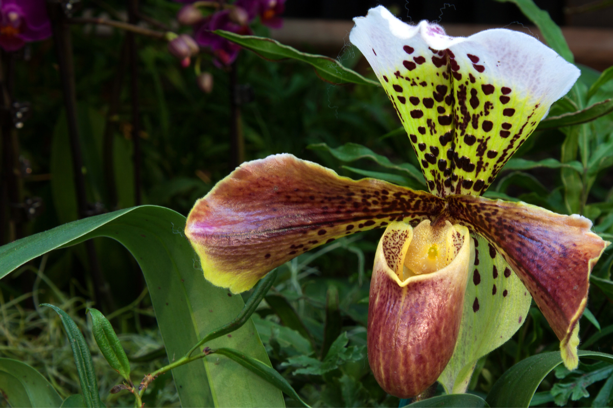 Orquídea sapatinho-Foto Canva Pro