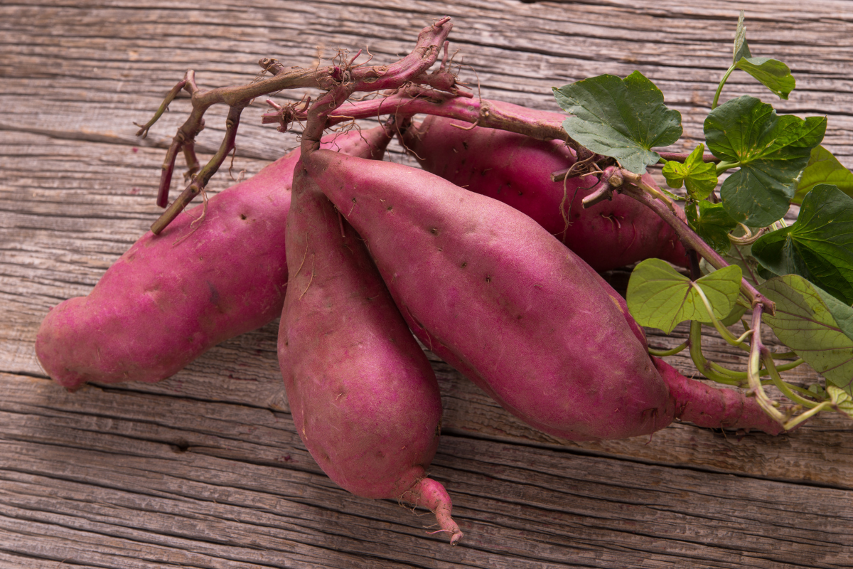 Como plantar batata-doce-Foto Canva Pro