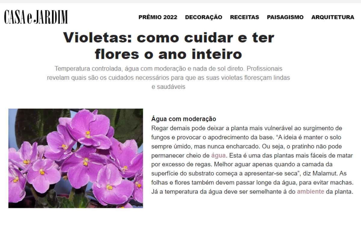 Como cuidar de violetas para florir-Foto Casa & Jardim