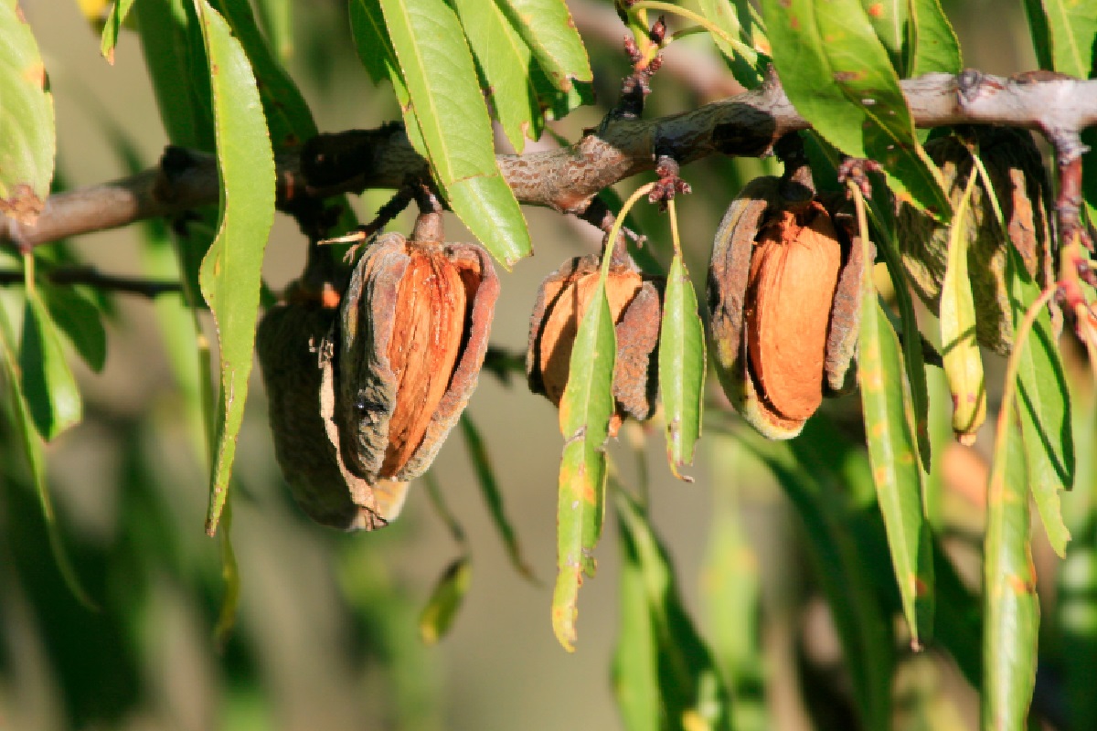 Amendoeira (Foto: Reprodução Canva)