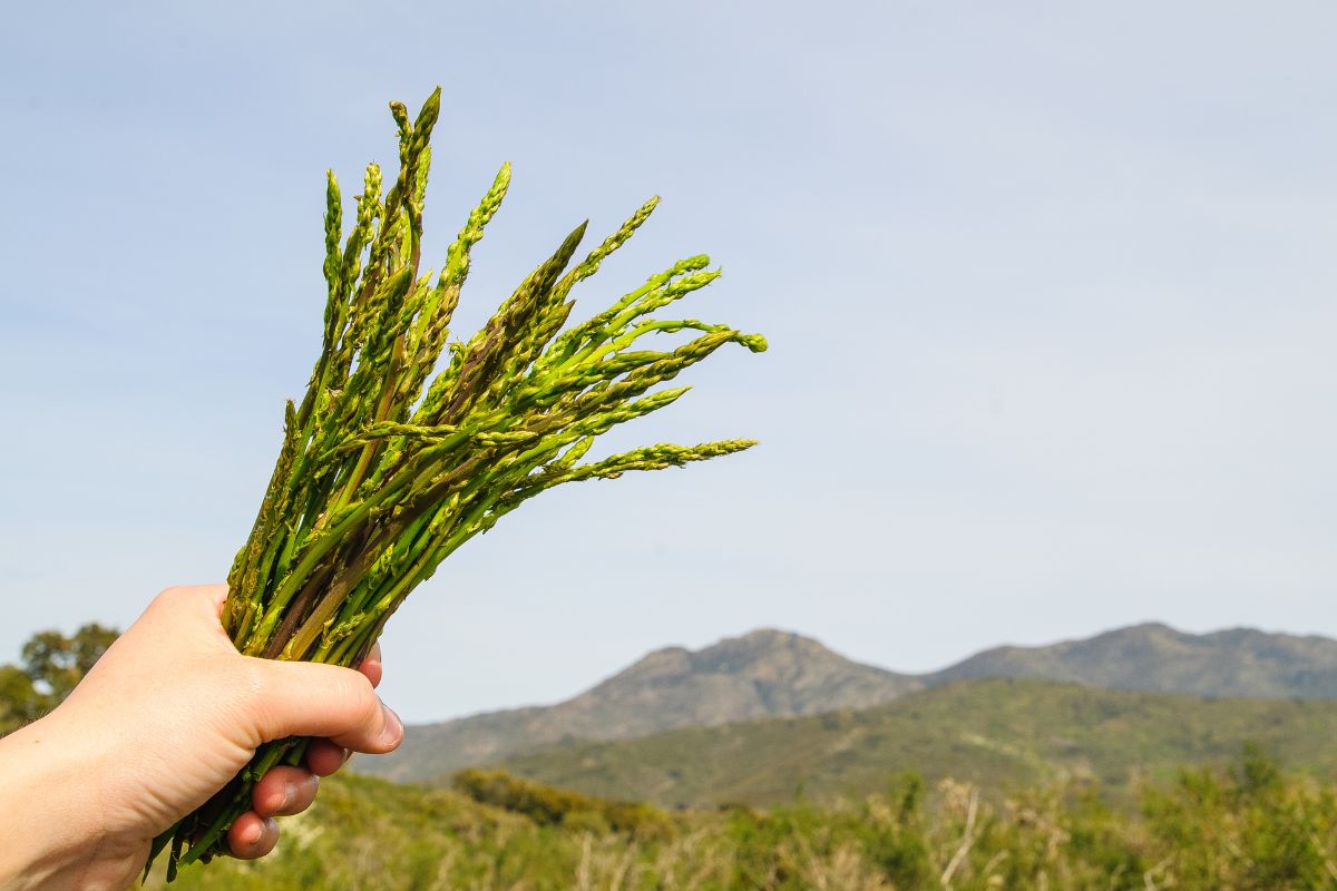 Aprenda a plantar aspargo em casa sem dificuldade e conheça os seus benefícios - Reprodução: Canva Pro