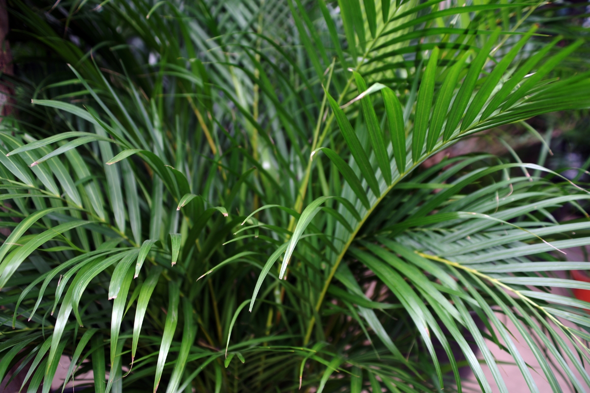 Areca-bambu (reprodução Canva Pro) 