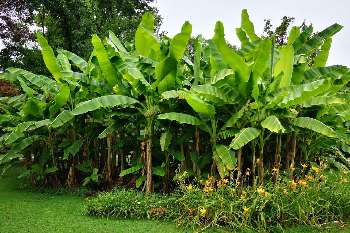 Bananeira (Foto: Reprodução Canva Pro)