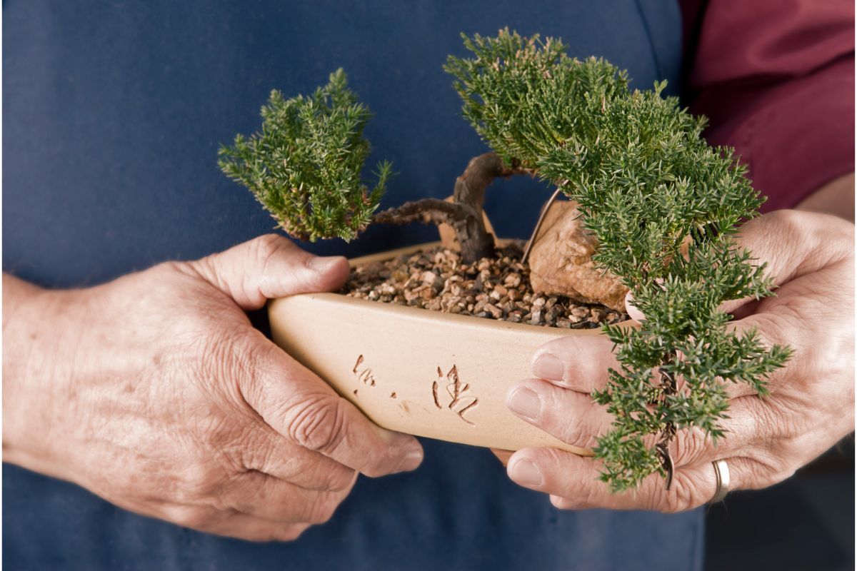 5 dicas para manter seu bonsai saudável e com um formato perfeito - Fonte: Canva
