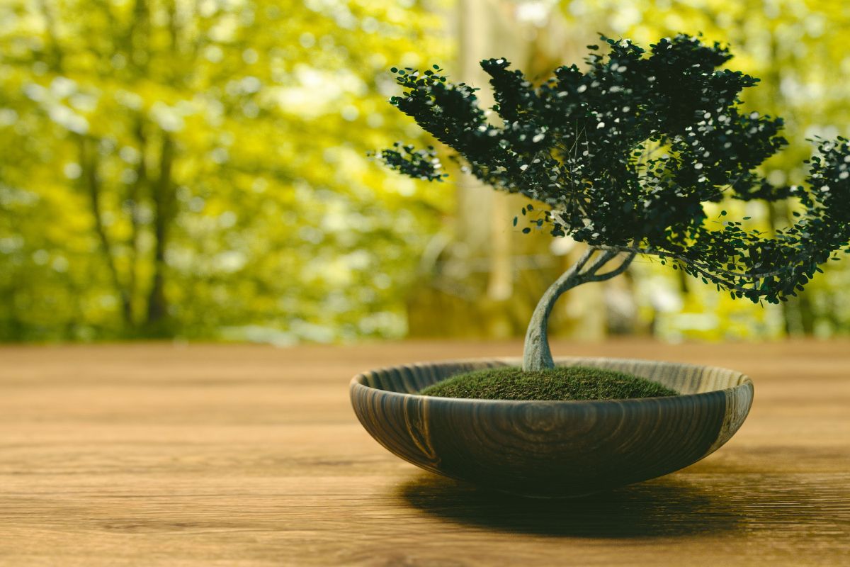 5 dicas para manter seu bonsai saudável e com um formato perfeito - Fonte: Canva