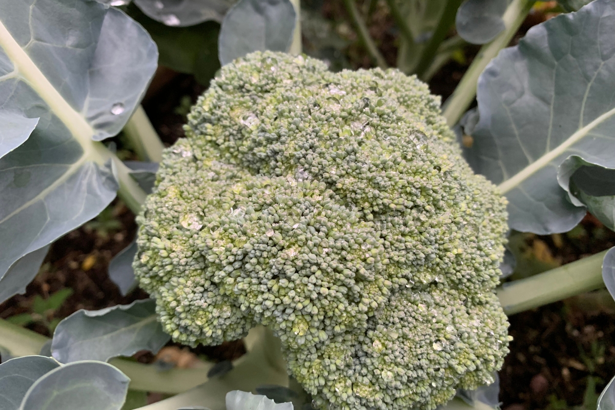 Brócolis (reprodução Canva Pro)