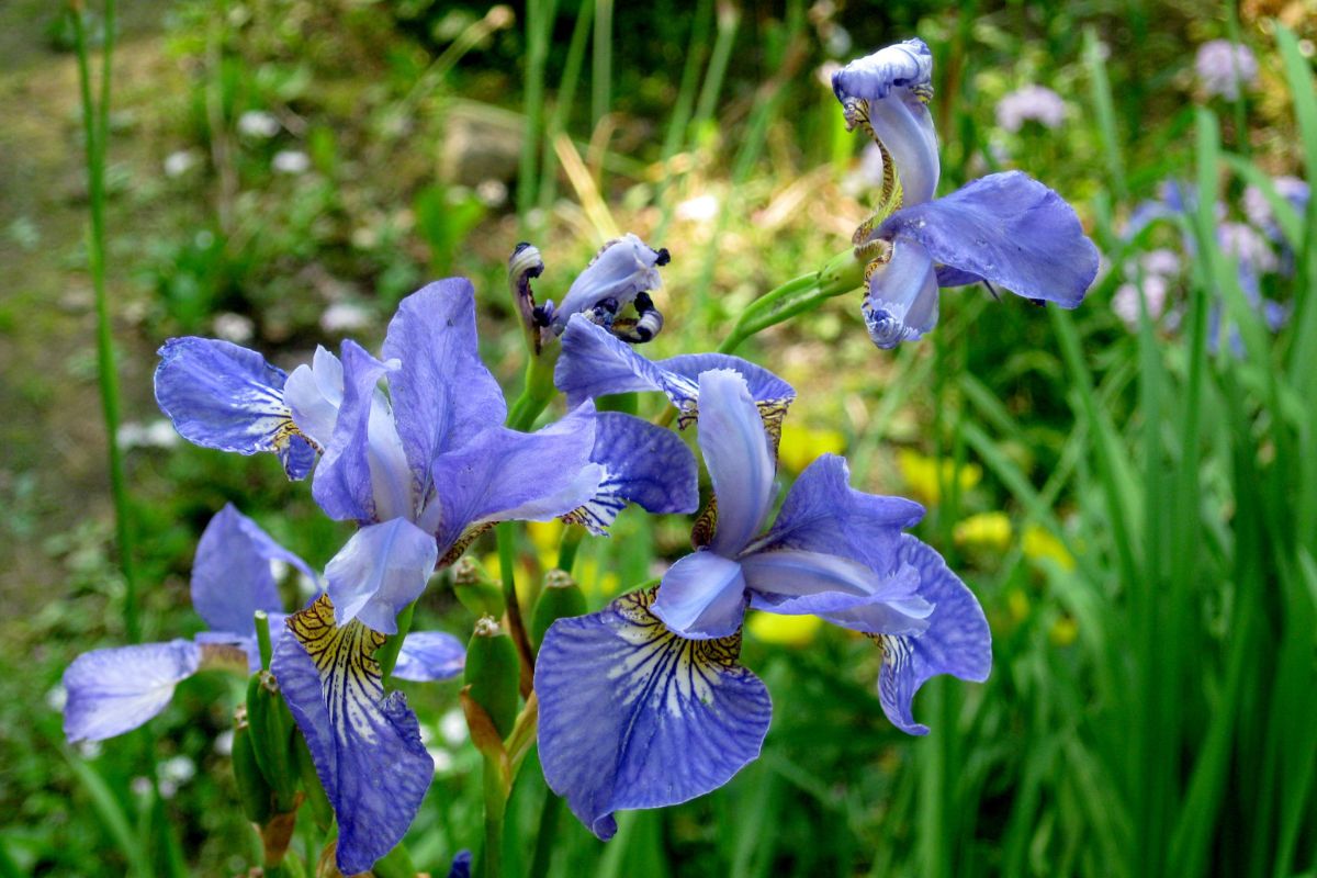 Como cultivar íris no jardim; confira dicas práticas para ter lindas flores - Canva