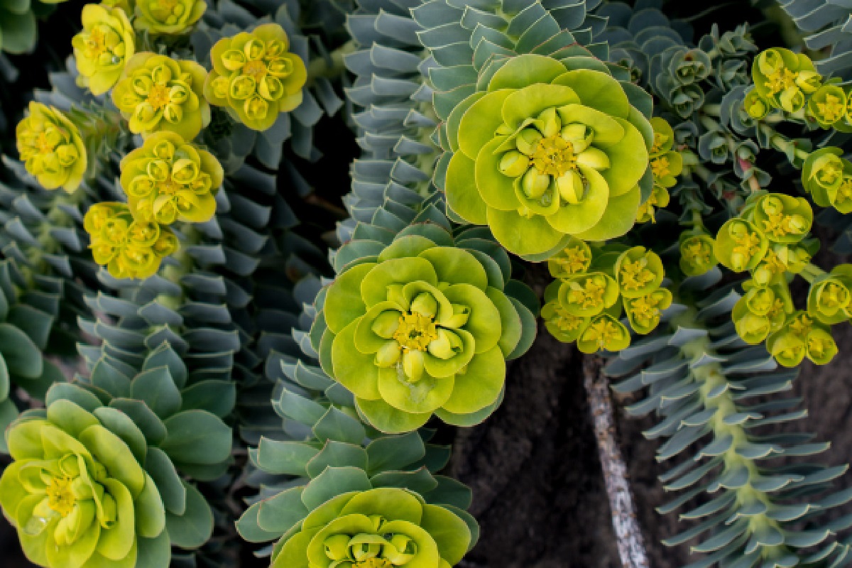 Euphorbia (Foto: Canva)