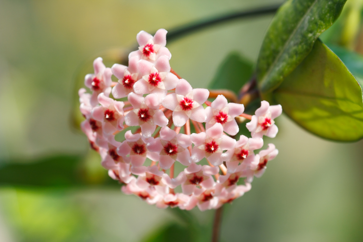 Flor-de-cera (Reprodução Canva)