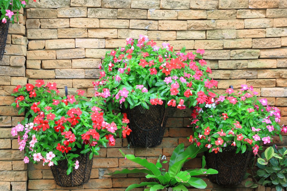 Como cultivar flores em muro? Veja como dar um toque especial nessa parte do quintal - Fonte: Canva