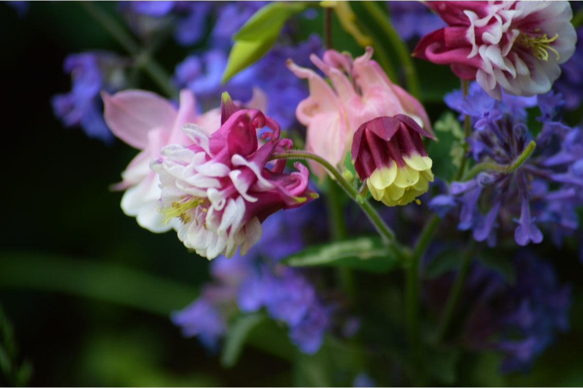 Conheça as 4 flores mais fáceis de cultivar no quintal; plante-as e tenha um lindo paisagismo - Canva