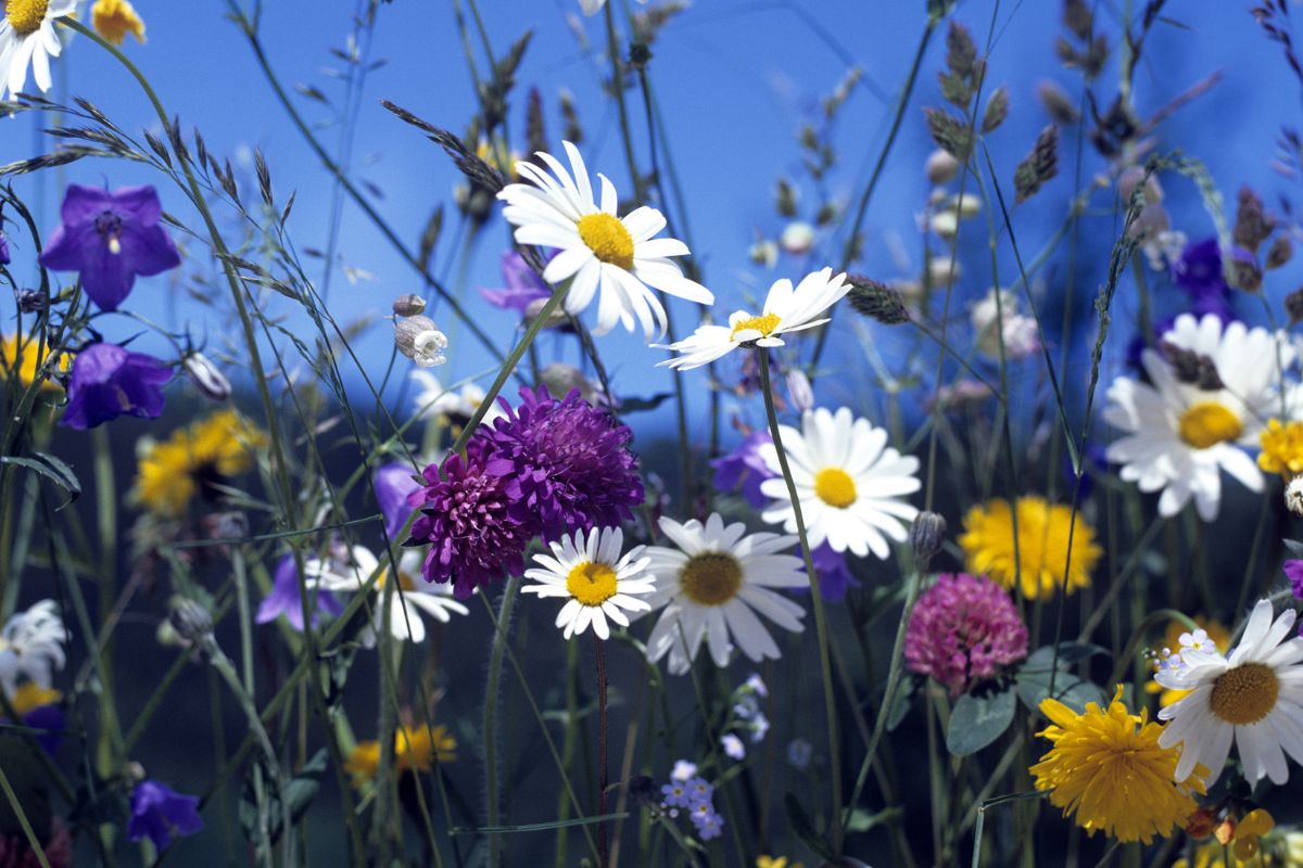 Flores silvestres: descubra a beleza da flora local em seu jardim - Canva