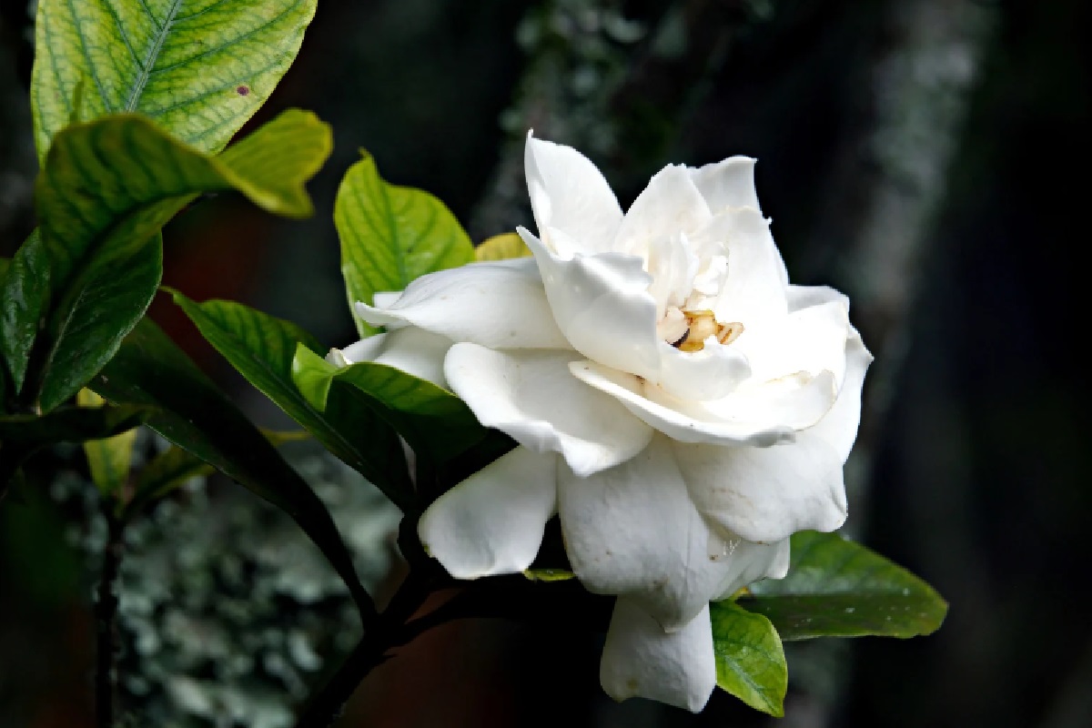 Gardenia (Foto: Reprodução Canva)