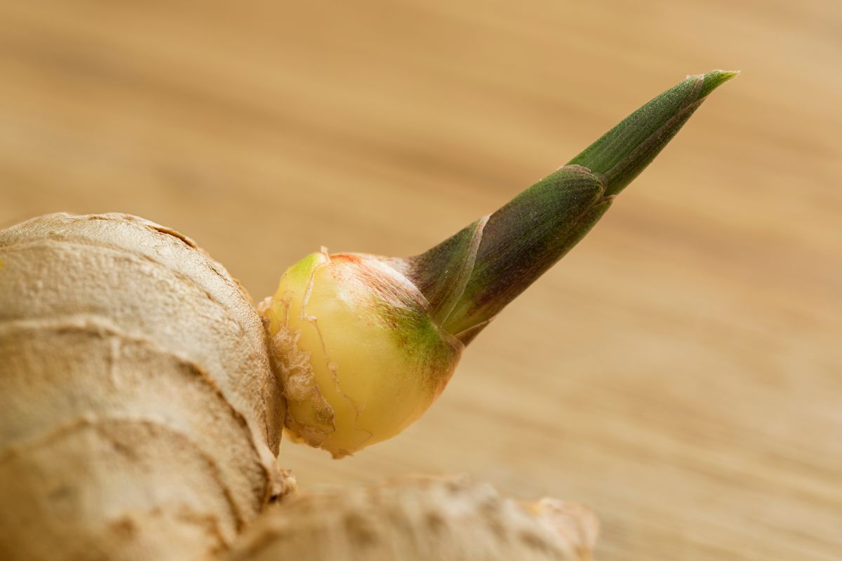 Gengibre com broto: veja um guia simples e completo de como plantar essa raiz em vaso - Reprodução: Canva Pro
