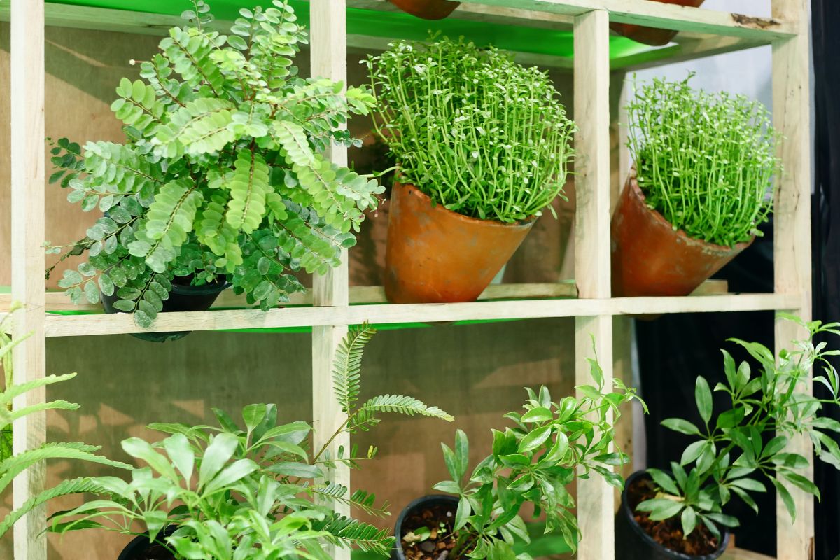 Horta vertical: mais plantas em menos espaço, veja como fazer a sua - Reprodução: Canva Pro