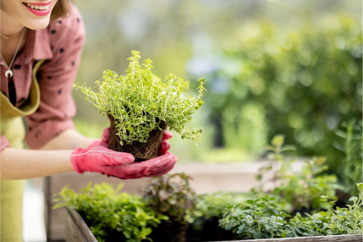 4 dicas práticas para montar um jardim ecológico; saiba tudo sobre esse projeto - Canva