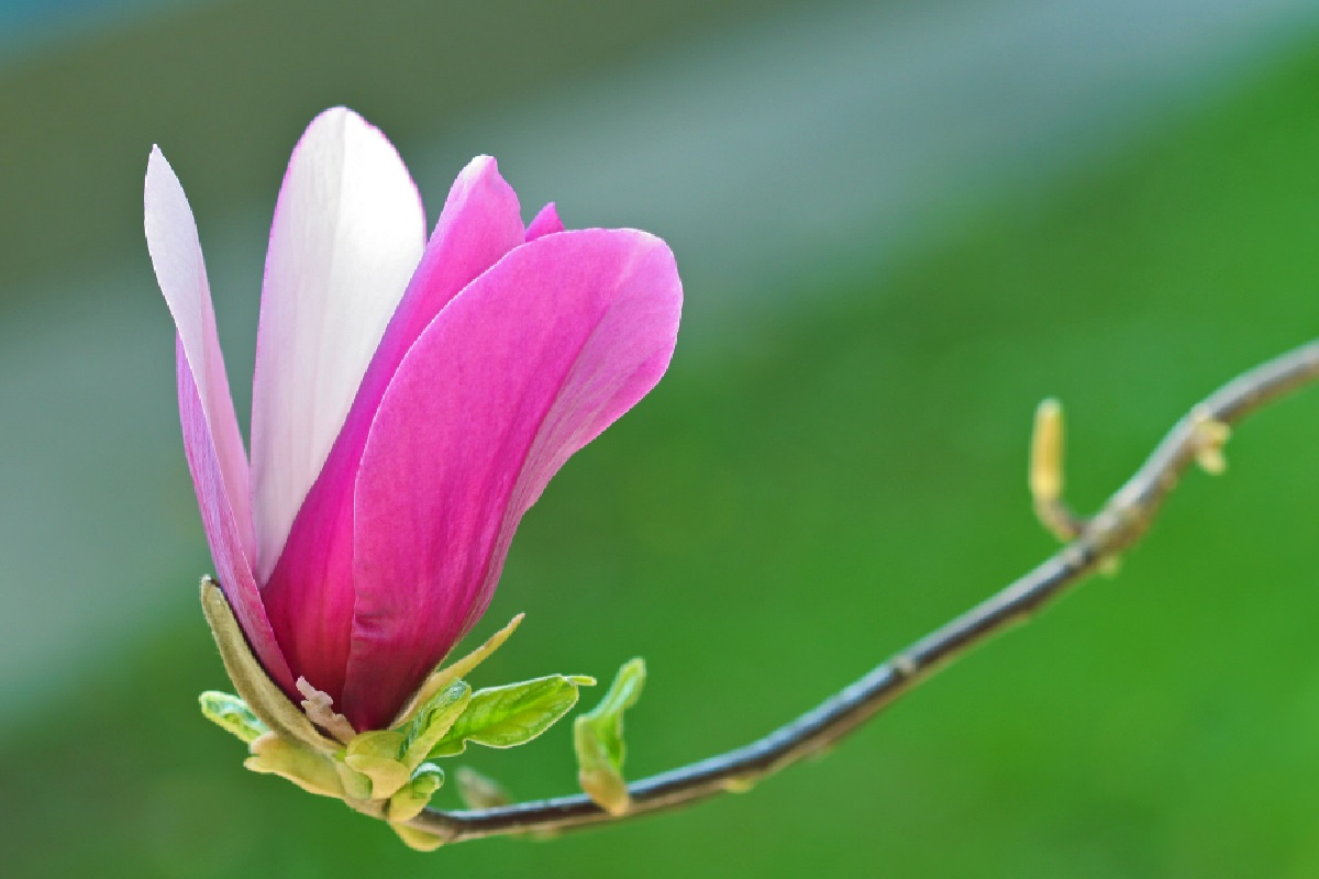 Magnolia liliflora (Foto: Reprodução Canva Pro)