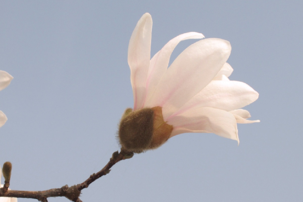 Magnolia stellata (Foto: Reprodução Canva Pro)