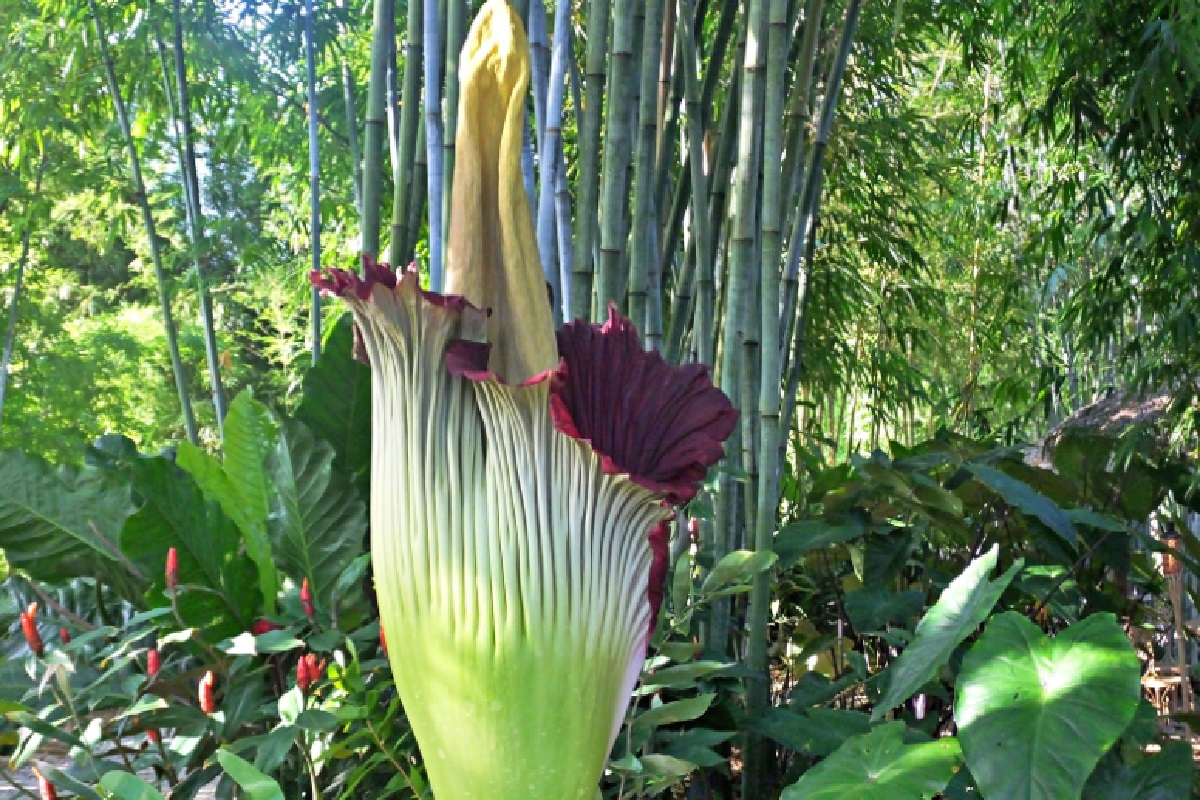 Maior flor do mundo (Foto: Reprodução Canva Pro)