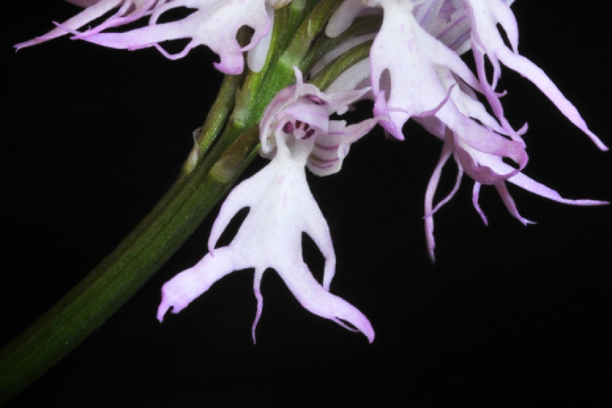 Orchis italica (Foto: Reprodução Canva)