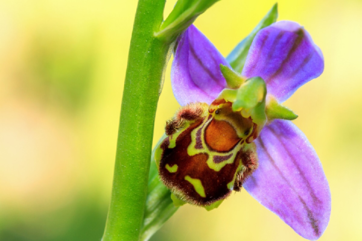 Orquidea abelha (Foto: Reprodução Canva Pro)