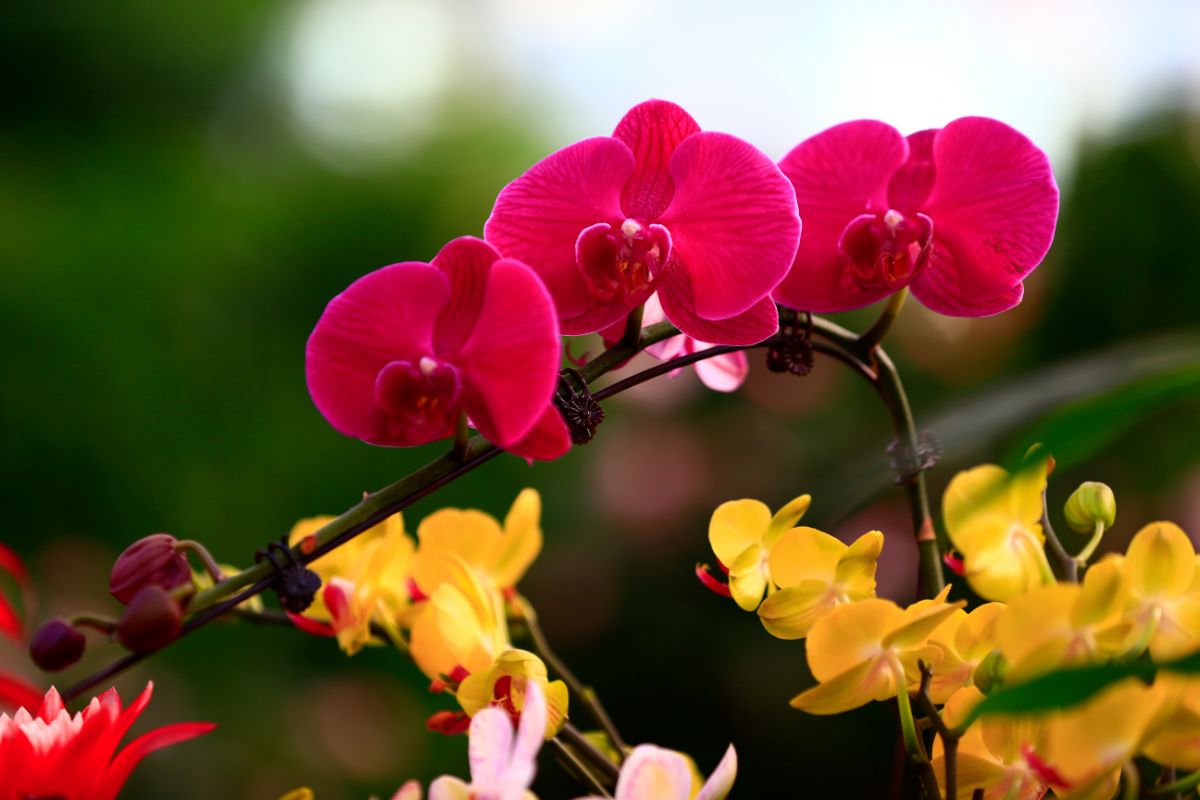 Dicas de cuidados para manter uma orquídea borboleta saudável e florindo por mais tempo - Canva
